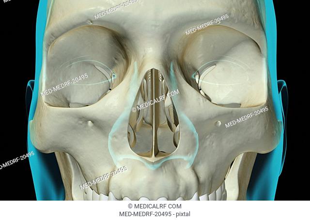 The bones of the face