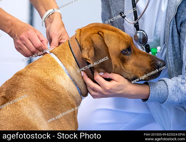 30 September 2020, Bavaria, Munich: Bini, a three-year-old Rhodesian Ridgeback bitch, is examined and measured by two veterinarians at the small animal clinic...