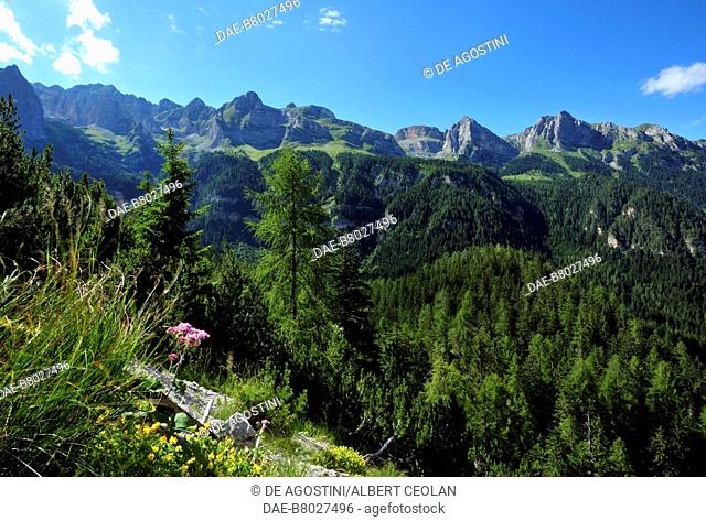 Woods and mountains around Tovel Lake, Non valley, Adamello-Brenta Nature Park, Brenta Dolomites (Unesco World Heritage List, 2009), Trentino-Alto Adige, Italy