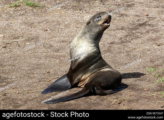 young northern fur seal sitting on the sand