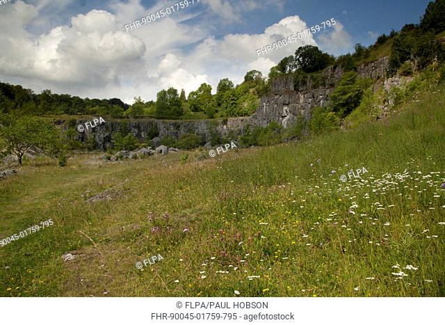 View of habitat regeneration in former limestone quarry, Millers Dale Quarry, Derbyshire Wildlife Trust Reserve, Wye Valley, Derbyshire, England, july