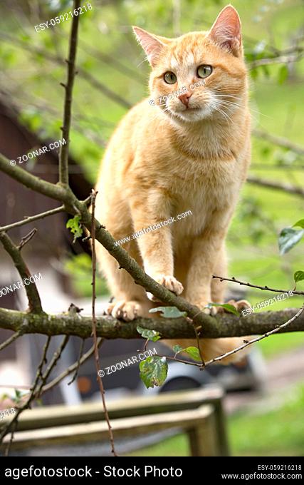 Orange Cat climbs on a branch in natural habitat
