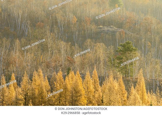 Autumn larches in the morning mist and frost, Greater Sudbury, Ontario, Canada