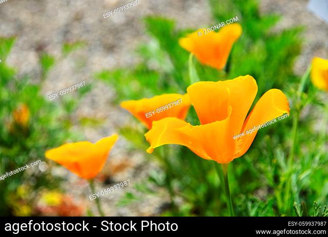 Kalifornischer Mohn - California poppy 36