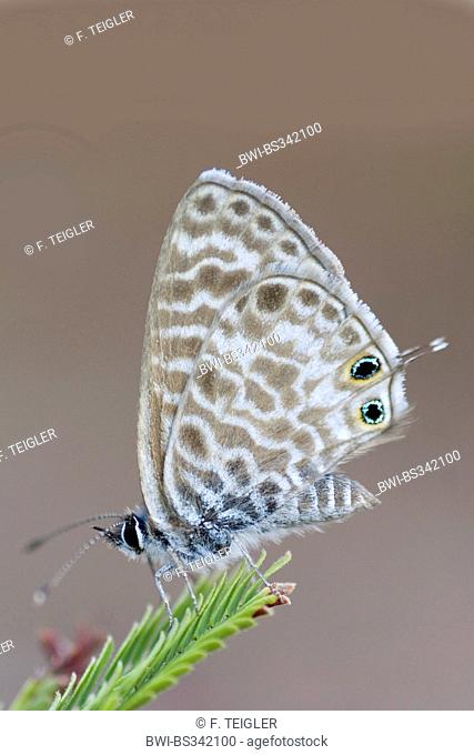 Lang's short-tailed blue (Leptotes pirithous), on a twig, France, Corsica
