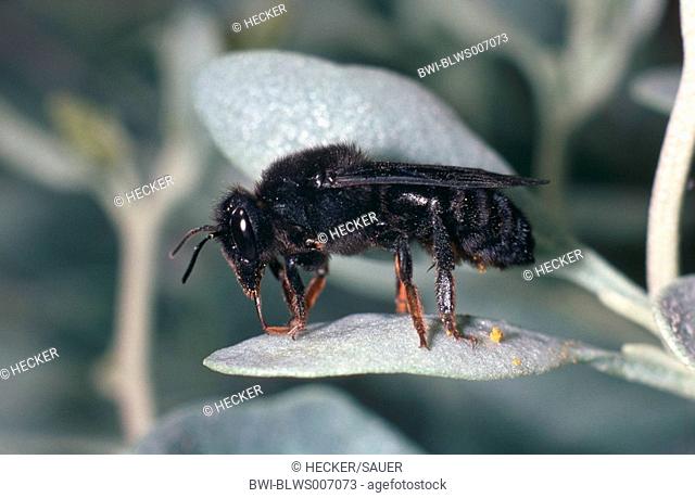 wall bee, mason bee Megachile parietina, Chalicodoma parietina, Chalicodoma muraria, female