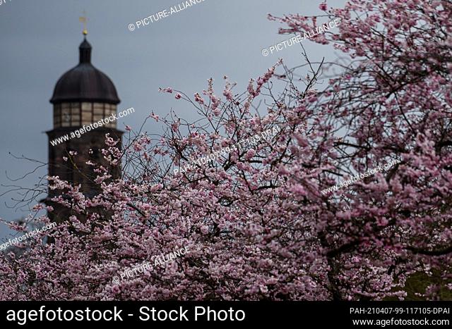 07 April 2021, Lower Saxony, Göttingen: Japanese ornamental cherries bloom in white and pink on the central campus of the Georg-August-University in front of...