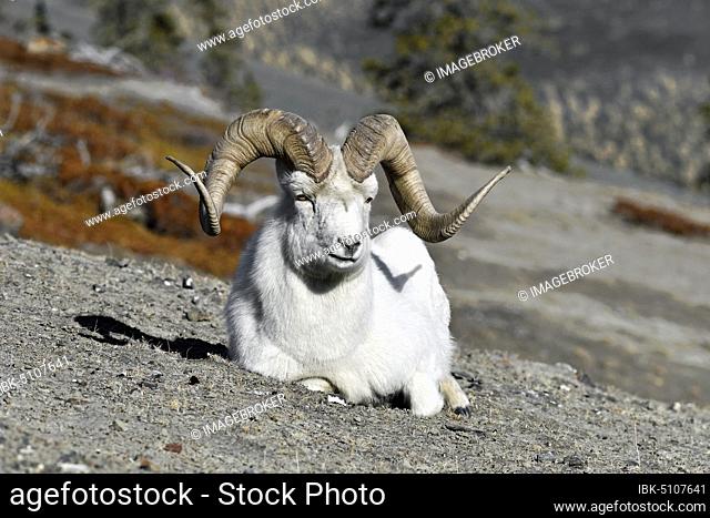 Dall's ram (Ovis dalli), sitting on the mountainside, Sheep Mountain, Kluane, Yukon, Canada, North America