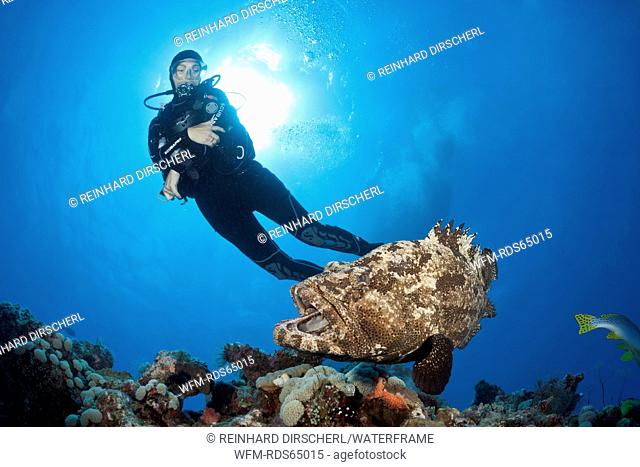 Scuba Diver and Flowery Grouper, Epinephelus fuscoguttatus, Great Barrier Reef, Australia