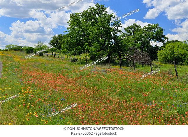 Wildflowers along Ranch Road 152, Llano County, Texas, USA
