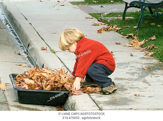 Boy collecting leaves