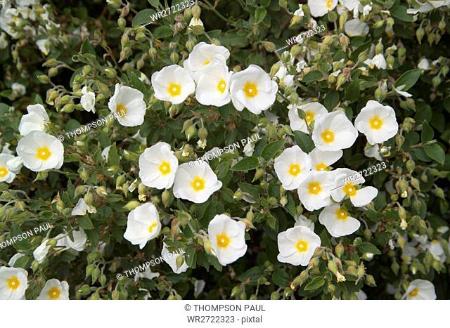 90900320, White sage leaved rock rose, Cistus salv