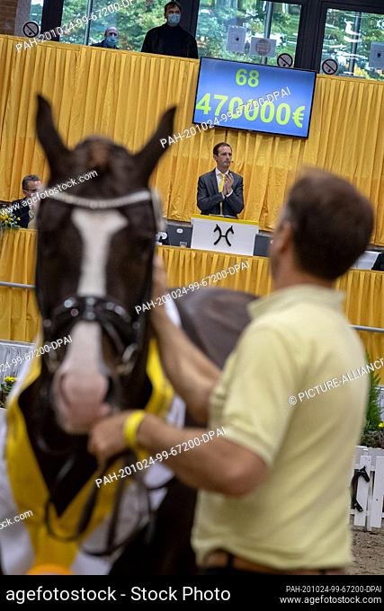 24 October 2020, Lower Saxony, Verden: A premium stallion is auctioned off at the stallion licensing auction. Several dozen young stallions of the Hanoverian...