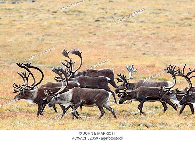 Herd of barren ground caribou in Northern Canada0
