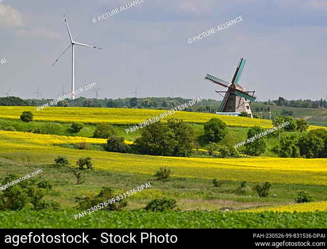 25 May 2023, Brandenburg, Greiffenberg: The octagonal earthen holland mill from the Verein zur Förderung von Landwirtschaft, Handwerk und Kultur e.V