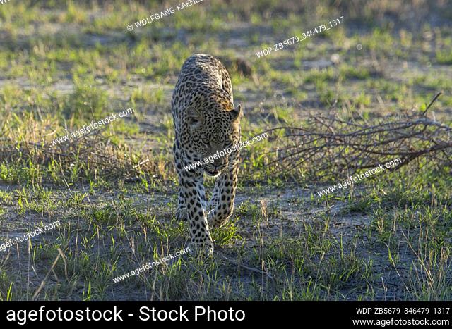 A Leopard (Panthera pardus) is walking in the Gomoti Plains area, a community run concession, on the edge of the Gomoti river system southeast of the Okavango...
