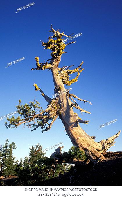 Ancient whitebark pine tree, Crater Lake National Park, Oregon