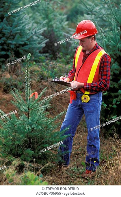 Forestry worker and juvenile spruce tree, British Columbia, Canada