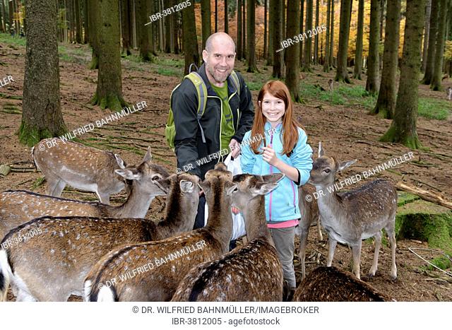 Father and daughter feeding deer, Poing Wildlife Park, Upper Bavaria, Bavaria, Germany