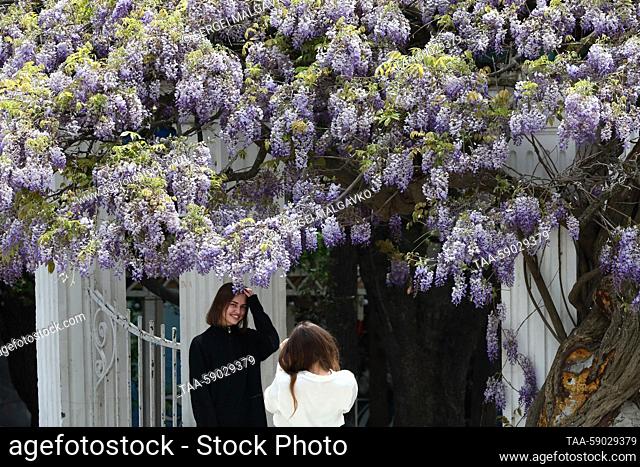 RUSSIA, REPUBLIC OF CRIMEA - MAY 12, 2023: A woman poses for a photograph by a blooming Wisteria in the village of Simeiz. Sergei Malgavko/TASS