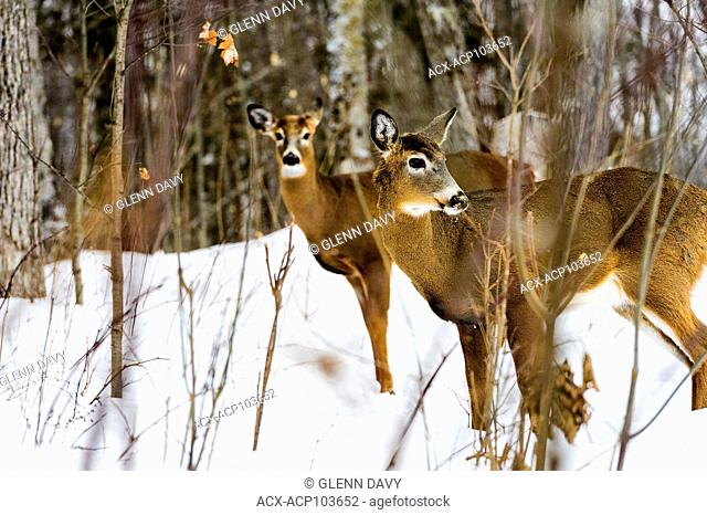 White-tailed deer (Odocoileus virginianus) in winter, near Dorset, Ontario, Canada