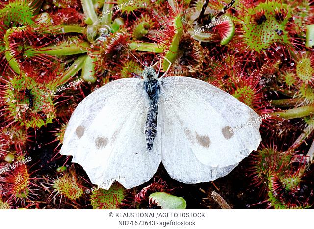Large White Butterfly Pieris brassicae caught in Round Leaved Sundew Drosera rotundifolia - Bavaria/Germany