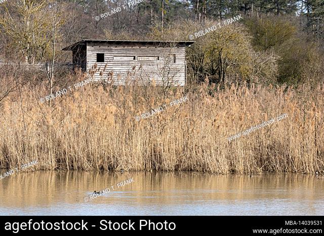 germany, baden-wuerttemberg, common reed (phragmites australis). wagbach lowland nature reserve