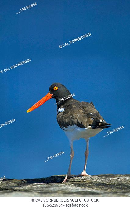 An American Oystercatcher (Haematopus palliatus) on the lookout for its next meal at Breezy Point early on a bright summer's morning