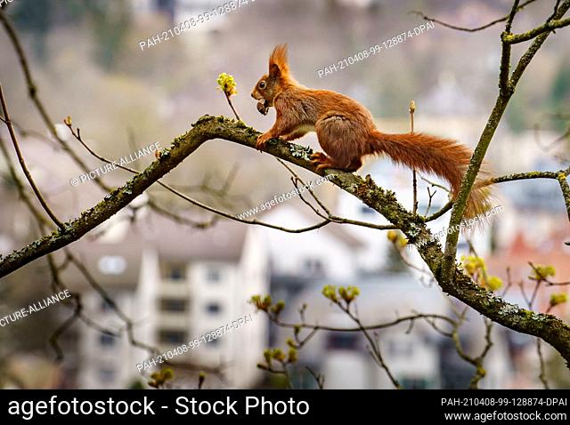 08 April 2021, Hessen, Königstein: A squirrel carries half of a walnut along a branch growing on a tree on the hillside above the old town