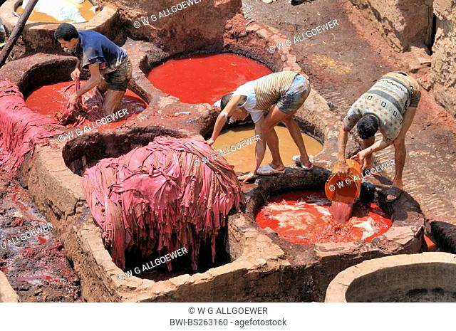men dyeing leather in troughs of tanners' and dyers' quarter chouwara, Morocco, Fes