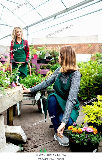 Two female florists talking to each other