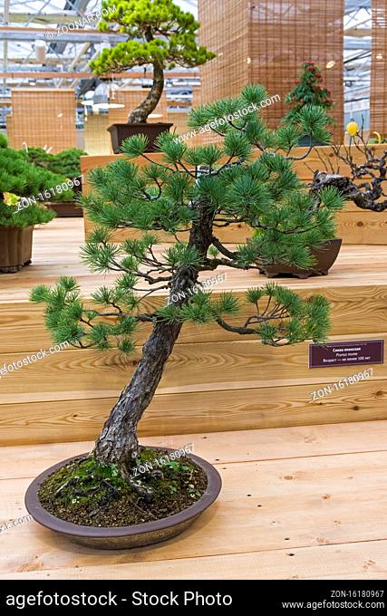 Bonsai - Japanese white pine (Pinus parviflora). Age - about 70 years. Exhibition of Bonsai in Aptekarsky Ogorod (a branch of the Botanical Garden of Moscow...