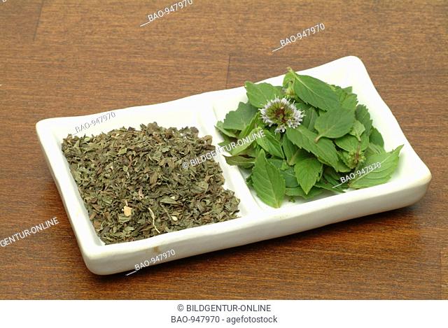 Medicinal plant Peppermint, Pfefferminze, Mentha piperita, Menta piperina