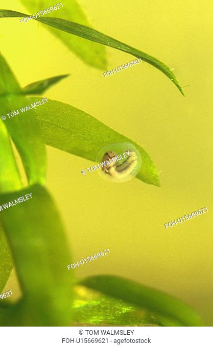 Smooth newt embryo Triturus vulgaris. Two weeks old - wrapped in pond weed Elodia crispa, Bristol UK