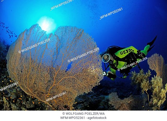 Giant sea fan and Scuba diver, Subergorgia hicksoni, St. Johns Reefs, Red Sea, Egypt