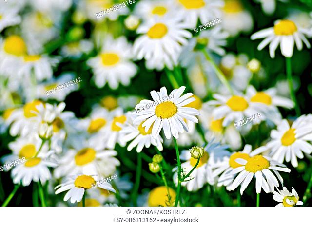 Camomile on meadow