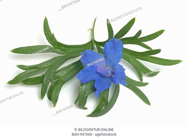blossoms of the medicinal plant, Rittersporn, blauer Rittersporn, Ackerrittersporn, Feldrittersporn, Larkspur, forking larkspur, Consolida regalis