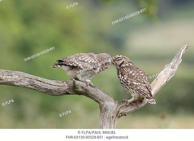 Little Owl (Athene noctua) adult feeding grub to juvenile, perched on dead branch in farmland, West Yorkshire, England, July