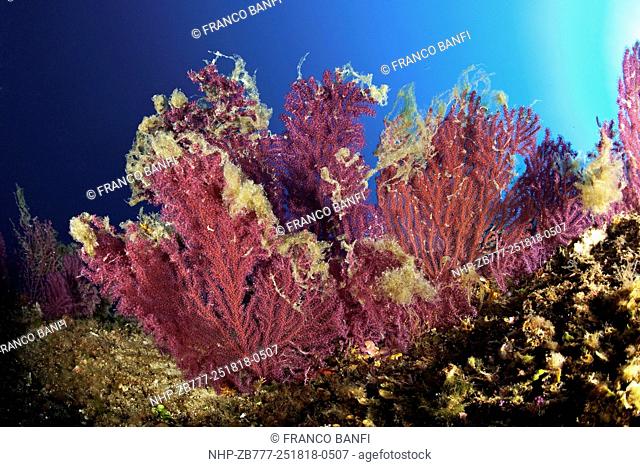 Seafan, Red Gorgonian, Paramuricea clavata covered with mucilage, Vervece rock, Marine Protected area Punta Campanella, Massa Lubrense, Penisola Sorrentina