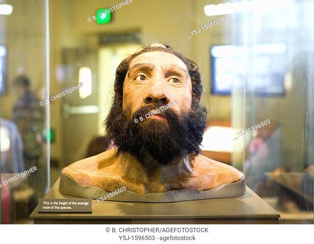 Model of Neanderthal man displayed in the National Museum of Natural History, Washington DC