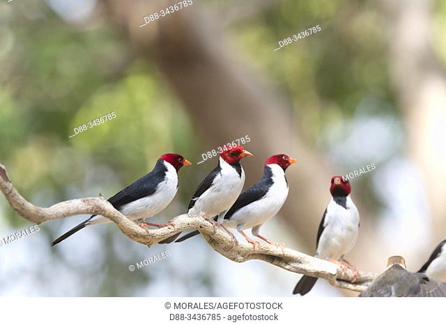 Brazil, Mato Grosso, Pantanal area, Yellow-billed Cardinal ( Paroaria capitata)