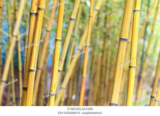The Asian Bamboo forest with morning sunlight