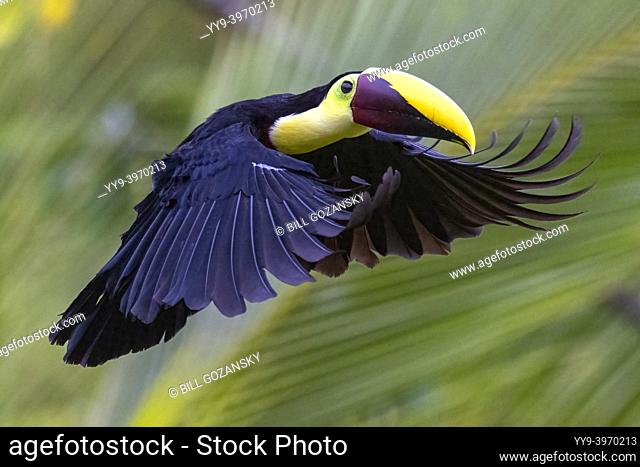 Yellow-throated toucan (Ramphastos ambiguus) in flight - La Laguna del Lagarto Eco-Lodge, Boca Tapada, Costa Rica