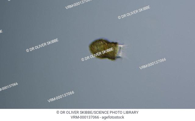 Codonella ciliate. Light microscopy footage of a specimen of the loricate plankton ciliate Codonella cratera in its shell (lorica)