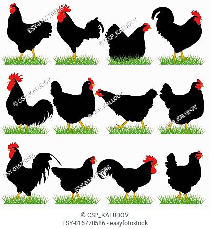 12 Roosters and Hans Silhouettes