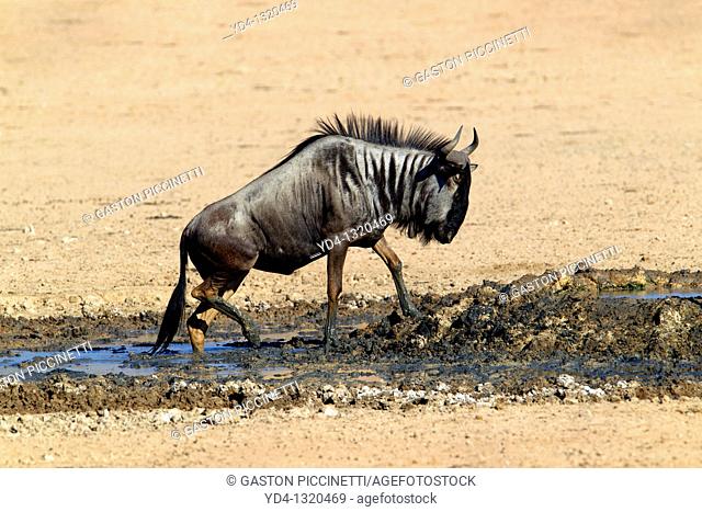 Blue wildebeest Connochaetes taurinus, in the waterhole, Kgalagadi Transfrontier Park, Kalahari deserrt, South Africa