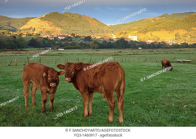 Cows at La Llosa de Sámano, Castro Urdiales, Cantabria, Spain