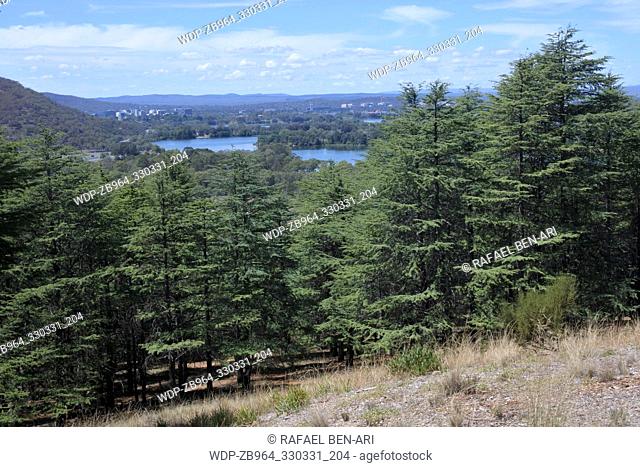Landscape of the Himalayan cedar forest at the National Arboretum in Canberra Australian Capital Territory