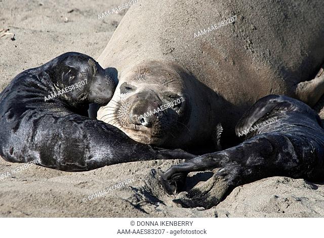 Northern Elephant Seals (Mirounga angustirostris) pups and cow, Piedras Blancas, California, USA