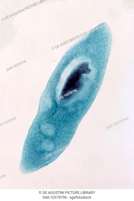 Microphotograph of Euglena, unicellular algae of the genus Euglena, seen under a microscope